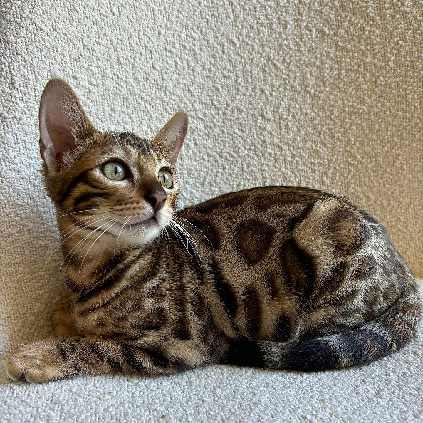 Vayna