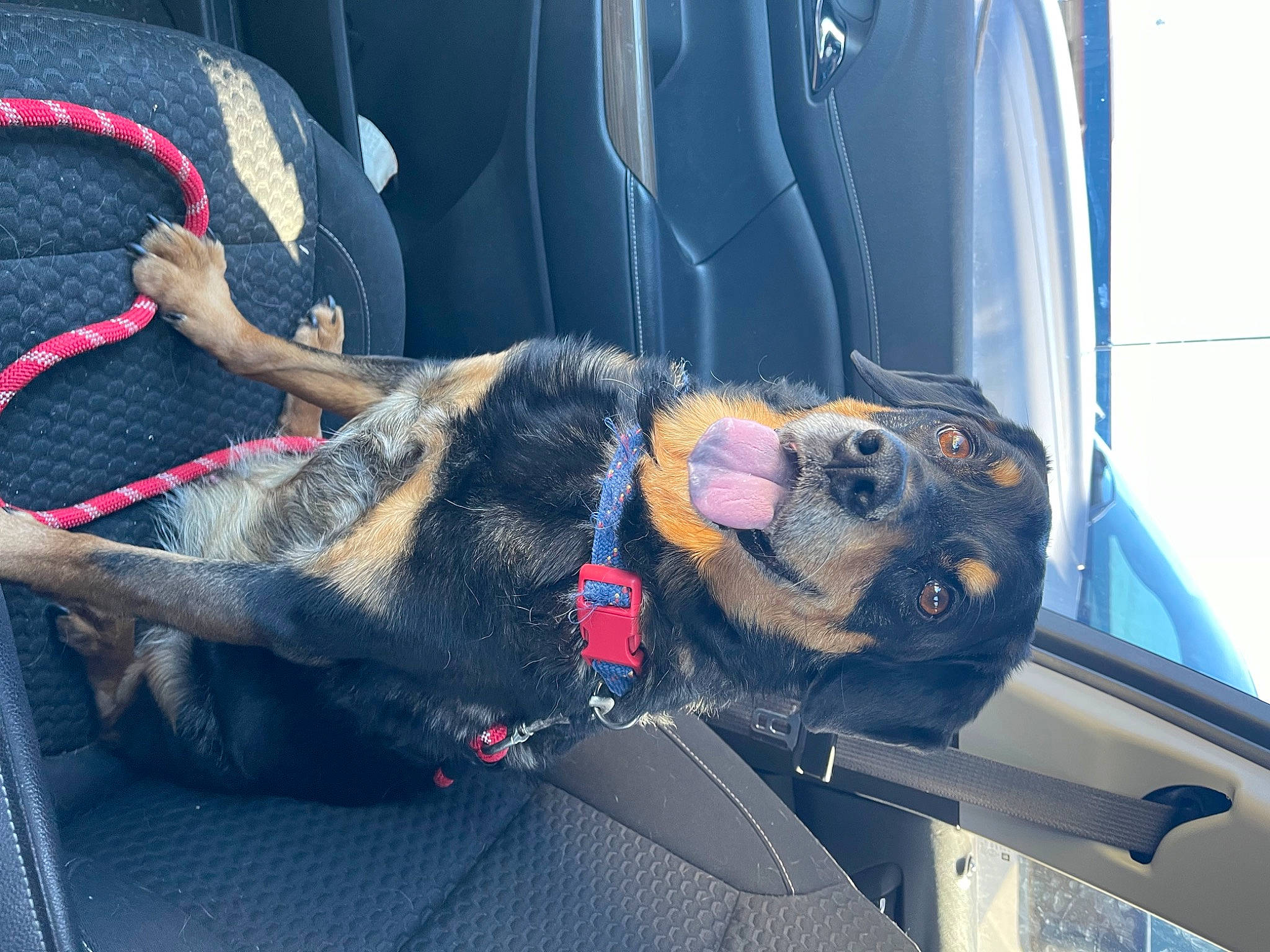 Kona is registered to the contest to win money with this photo: auto_part, canidae, carnivore, collar, companion_dog, dog, dog_breed, dog_supply, electric_blue, foot, fur, leash, snout, sporting_group, vehicle, vehicle_door, window, windshield, working_animal, working_dog