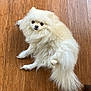dog, pomaranian, fluffy, cream_color, pet, animal, wooden_floor, indoor, fur, small_dog, cute, lying_down, looking_back, tail, paw, domestic_animal, companion, canine, flooring, relaxed