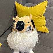 Tia is registered to the contest to win money with this photo: dog, white_dog, fluffy, plush_hat, costume, couch, yellow_pillow, indoor, pet, animal, sitting, funny_hat, cozy, fur, small_dog, cute, nose, soft, relaxed, home