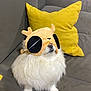 dog, white_dog, fluffy, plush_hat, costume, couch, yellow_pillow, indoor, pet, animal, sitting, funny_hat, cozy, fur, small_dog, cute, nose, soft, relaxed, home
