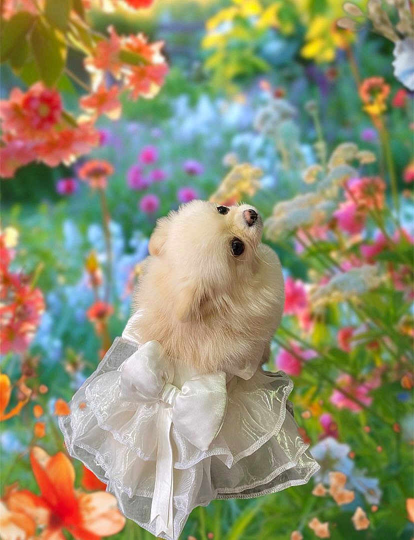 Tia is registered to the contest to win money with this photo: dog, white_dog, fluffy, dress, bow, pet, animal, cute, portrait, flower, garden, colorful, nature, outdoor, background_blur, small_dog, pomeranian, fancy_clothing, adorable, posing