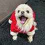 Tia joined the competition — help win amazing prizes! dog, white_dog, small_dog, pomeranian, pet, animal, canine, smiling, tongue_out, santa_outfit, red_clothing, festive, holiday, cute, fur, indoor, blanket, happy, sitting, looking_up