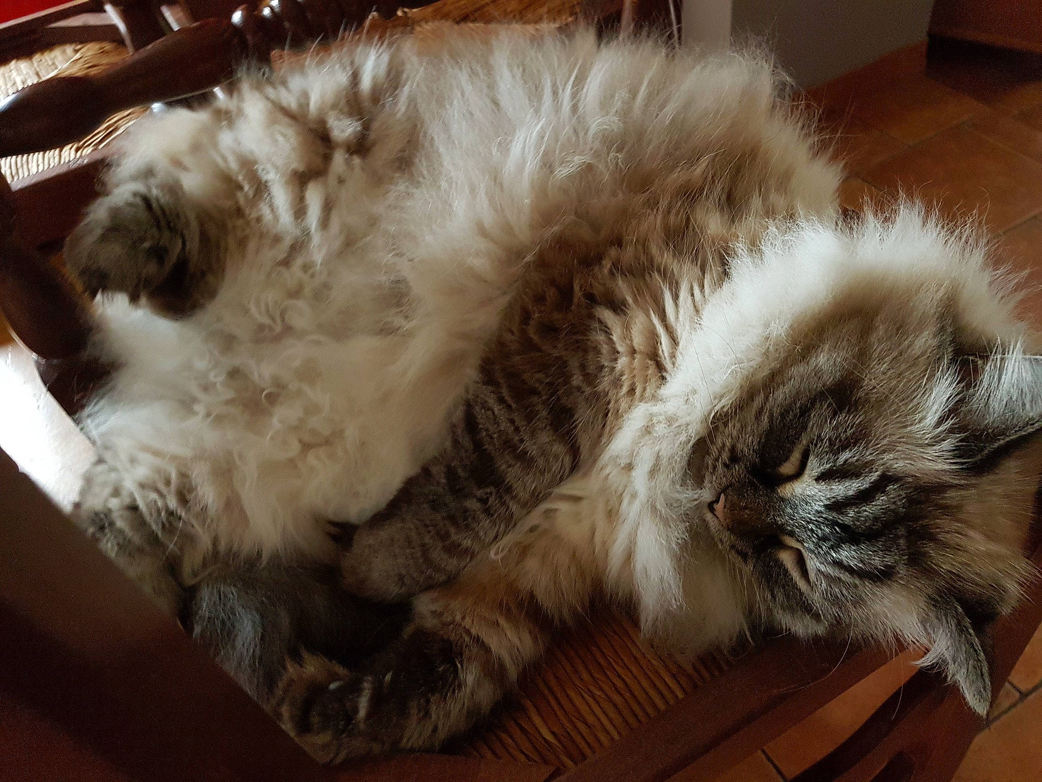 Jana participe au concours pour gagner de l'argent avec cette photo : british_longhair, british_semi_longhair, carnivore, cat, domestic_long_haired_cat, fawn, felidae, fur, nap, paw, ragamuffin, selkirk_rex, small_to_medium_sized_cats, whiskers