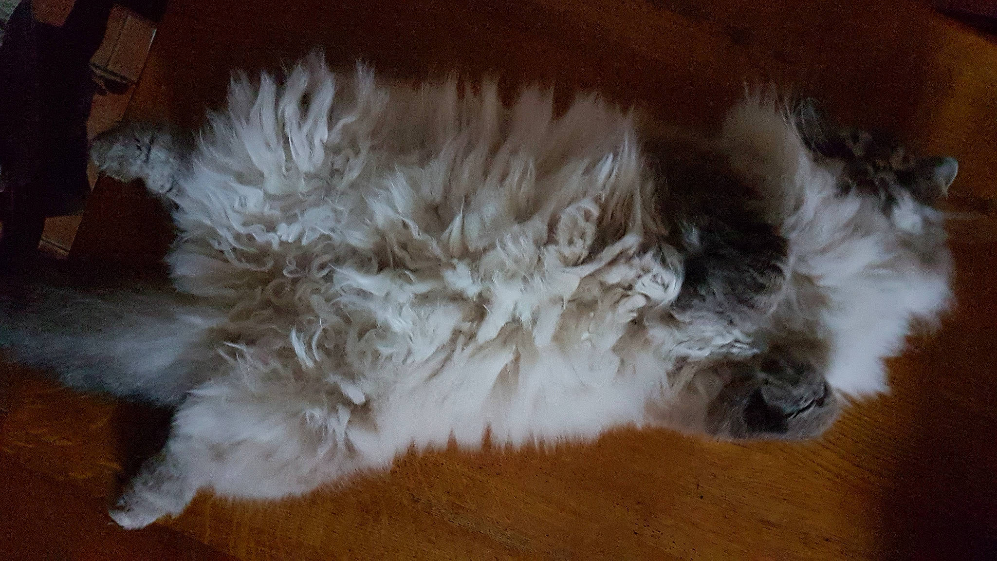 Jana participe au concours pour gagner de l'argent avec cette photo : british_longhair, carnivore, cat, domestic_long_haired_cat, felidae, fur, norwegian_forest_cat, persian, selkirk_rex, small_to_medium_sized_cats, tail