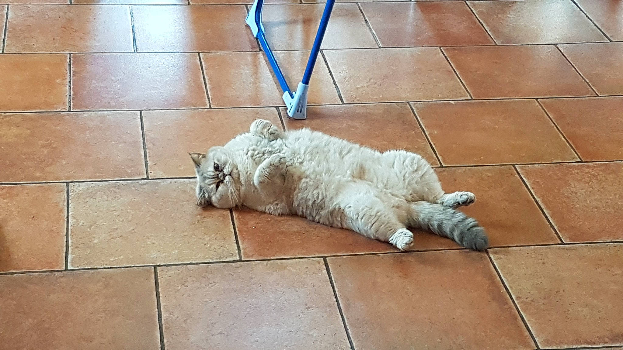 Idylle a rejoint le concours — aidez-le/la à gagner de superbes lots ! canidae, carnivore, cat, dog_breed, fawn, felidae, floor, flooring, sporting_group, tail, tile