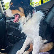 Finley is registered to the contest to win money with this photo: dog, car_interior, seat, yawning, tricolor, fur, mouth_open, tongue, window, daylight, blanket, leather_seat, pet, animal, side_view, collar, paw, relaxed, indoor, transport