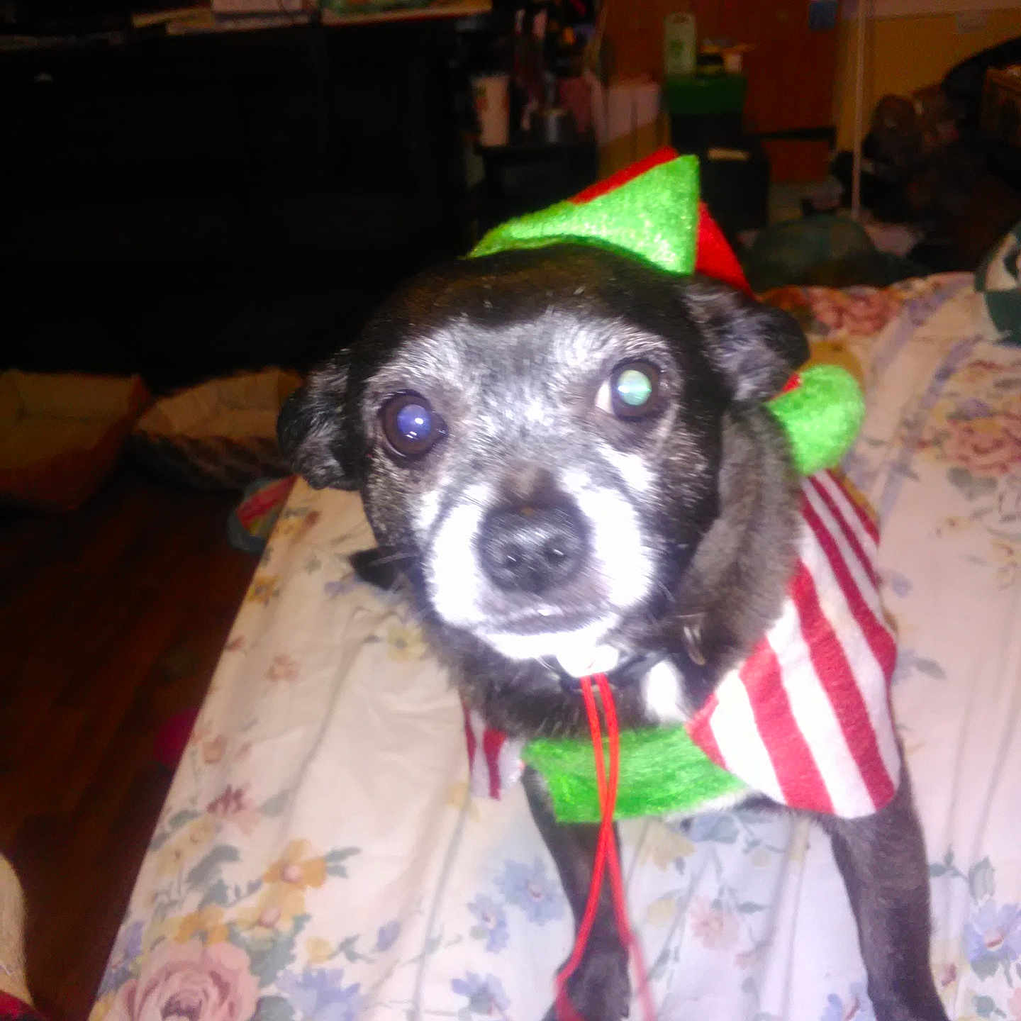 Scrappy is registered to the contest to win money with this photo: accessories, animal, architecture, baby, canine, chihuahua, clothing, couch, cushion, dog, flag, furniture, hat, homedecor, hound, linen, person, pet, puppy, strap