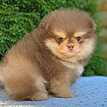 Pom K.