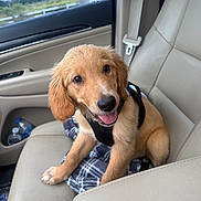Rory is registered to the contest to win money with this photo: dog, puppy, golden_retriever, pet, animal, car, passenger_seat, seatbelt, harness, road_trip, vehicle_interior, leather_seat, happy, smiling, tongue_out, floppy_ears, brown_fur, portrait, outdoor, countryside