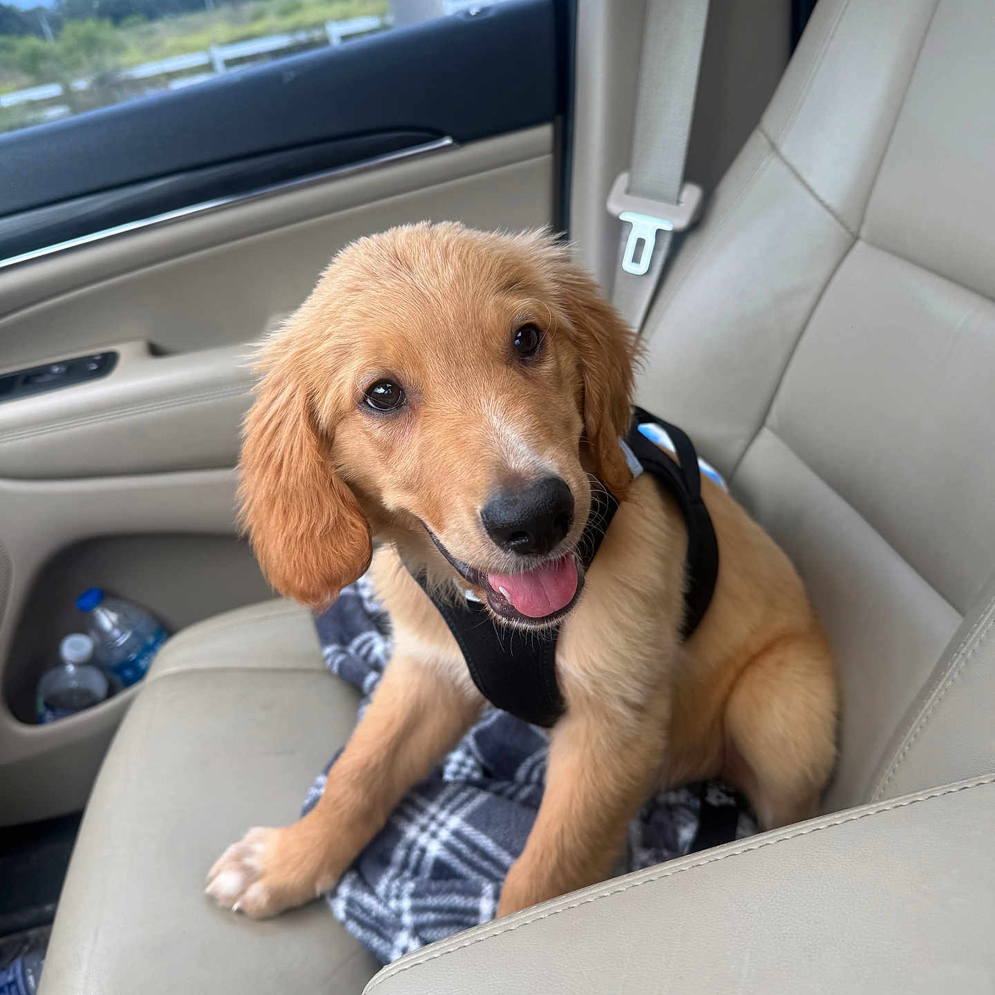 Rory is registered to the contest to win money with this photo: dog, puppy, golden_retriever, pet, animal, car, passenger_seat, seatbelt, harness, road_trip, vehicle_interior, leather_seat, happy, smiling, tongue_out, floppy_ears, brown_fur, portrait, outdoor, countryside