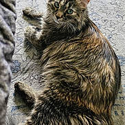 Cathleen Smith is registered to the contest to win money with this photo: cat, tabby, fluffy_fur, green_eyes, lying_down, indoor, rug, patterned_rug, pet, feline, whiskers, relaxed, cozy, domestic_animal, cute, animal, looking_up, soft_fur, resting, home