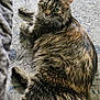 cat, tabby, fluffy_fur, green_eyes, lying_down, indoor, rug, patterned_rug, pet, feline, whiskers, relaxed, cozy, domestic_animal, cute, animal, looking_up, soft_fur, resting, home