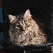 Luna joined the competition — help win amazing prizes! abyssinian, angora, animal, armchair, brasssection, cat, chair, couch, egyptiancat, fireplace, furniture, horn, indoors, kitten, manx, musicalinstrument, pet, snout