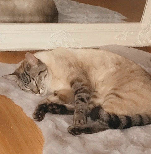 Patrick joined the competition — help win amazing prizes! bed, bedding, carnivore, cat, comfort, domestic_short_haired_cat, fawn, felidae, flooring, fur, hardwood, mammal, paw, small_to_medium_sized_cats, snout, tail, terrestrial_animal, vertebrate, whiskers, wood