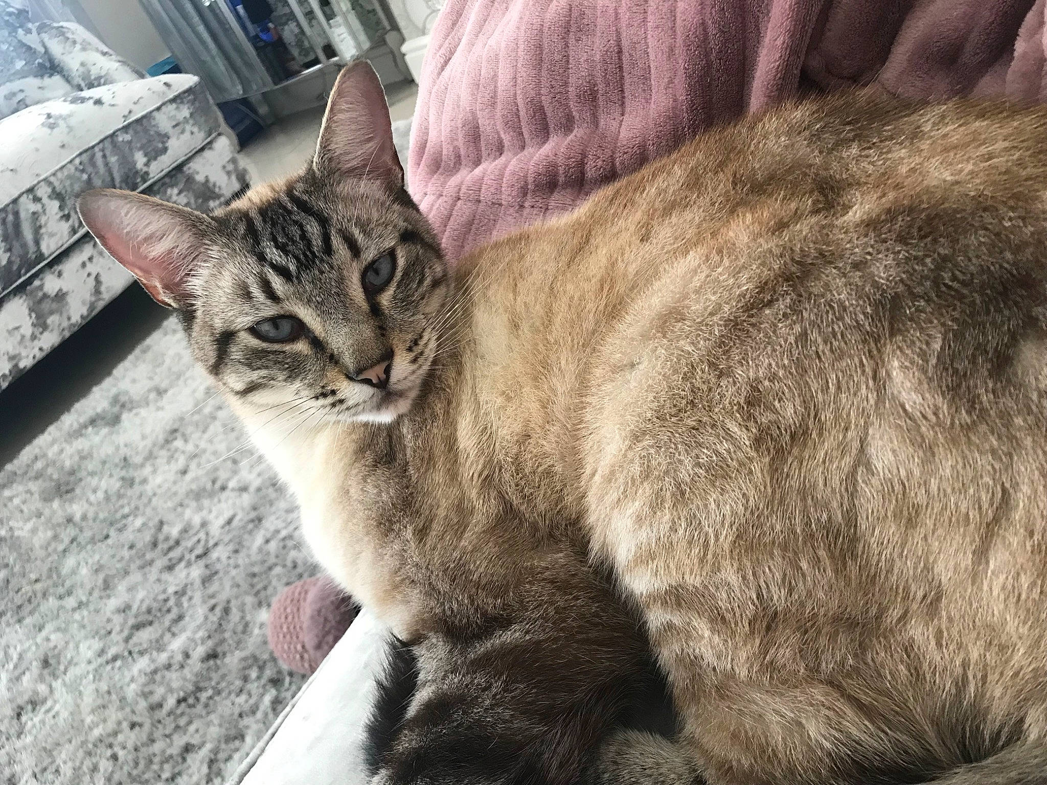 Patrick joined the competition — help win amazing prizes! carnivore, cat, domestic_short_haired_cat, felidae, fur, small_to_medium_sized_cats, snout, terrestrial_animal, tree, whiskers