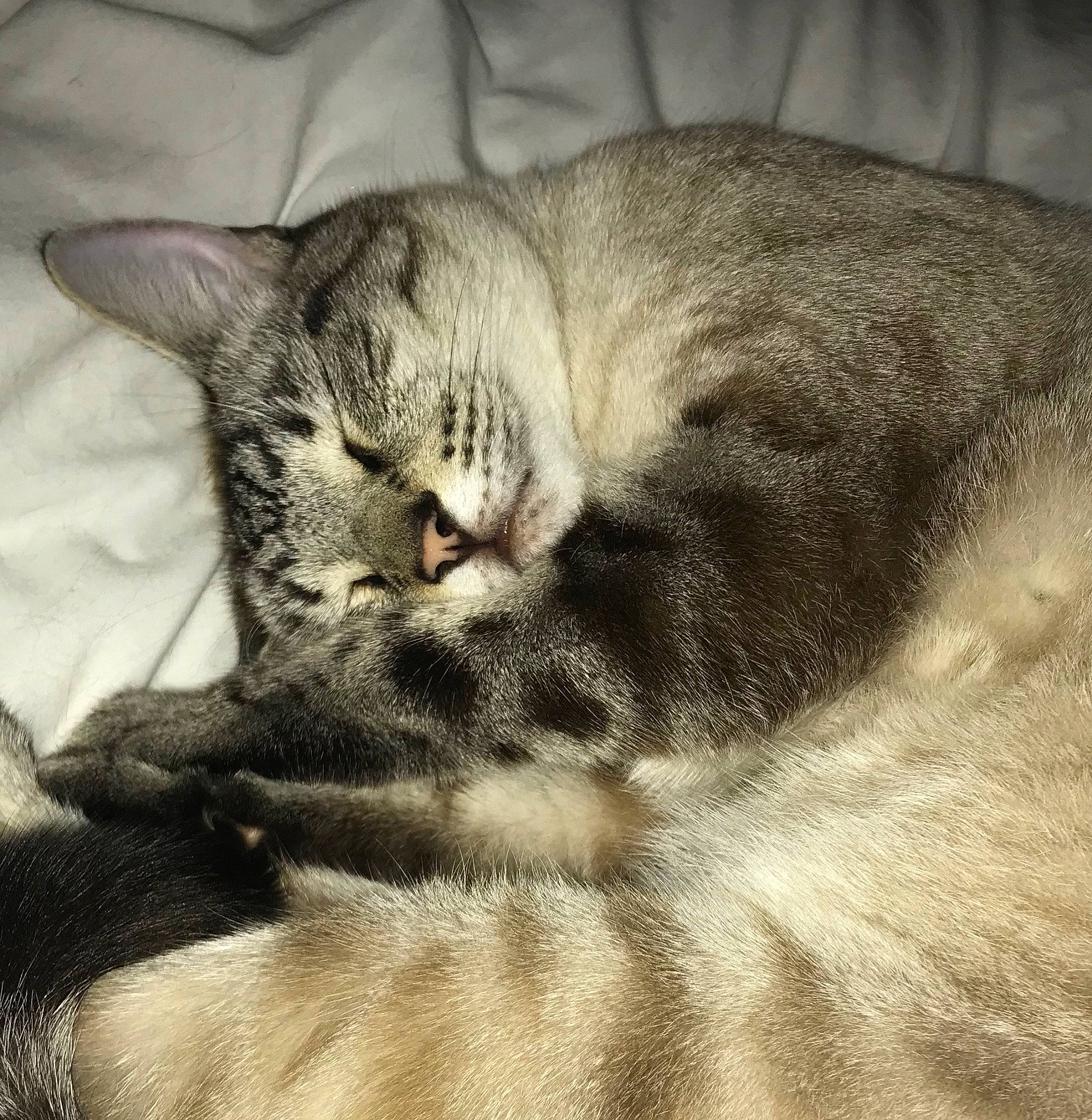 Patrick joined the competition — help win amazing prizes! carnivore, cat, claw, comfort, domestic_short_haired_cat, felidae, fur, grey, nap, paw, small_to_medium_sized_cats, snout, tail, terrestrial_animal, whiskers