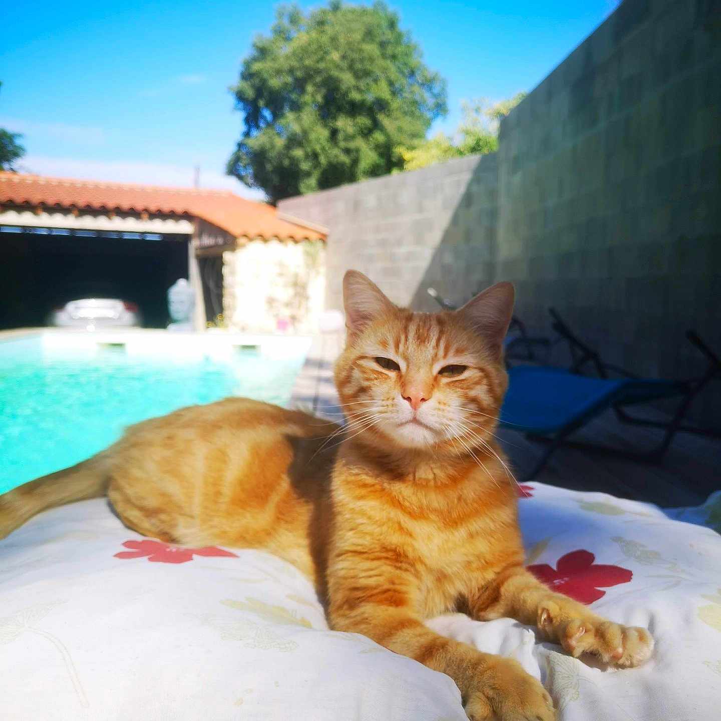 Roucky a rejoint le concours — aidez-le/la à gagner de superbes lots ! animal, architecture, backyard, building, cat, house, housing, nature, outdoors, person, pet, plant, pool, pottedplant, shelter, summer, swimmingpool, villa, water, yard