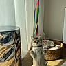 kitten, cat, fluffy, gray_fur, standing, upright, indoors, sunlight, wood_floor, curtain, wicker_basket, pet_bed, rainbow_toy, hanging_toy, ceramic_pot, home_decor, cute, portrait, alert, playful