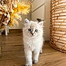 cat, kitten, white_fur, blue_eyes, fluffy, pet, animal, standing, indoor, wooden_floor, home_decor, dried_flowers, wicker_basket, portrait, front_view, cute, adorable, whiskers, ears, natural_light
