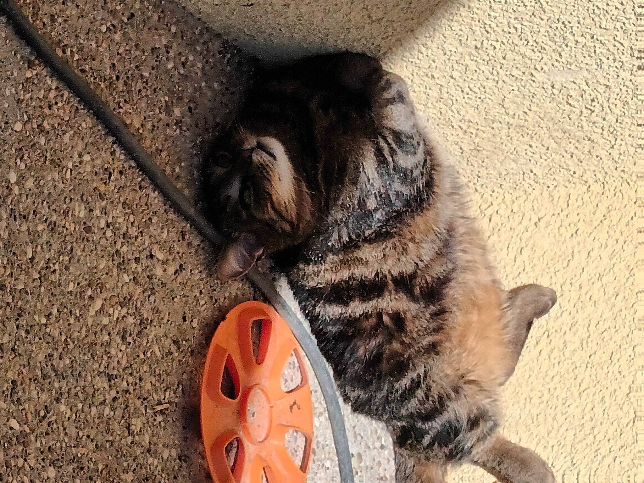 Ronron a rejoint le concours — aidez-le/la à gagner de superbes lots ! asphalt, automotive_tire, carnivore, cat, claw, dog_breed, domestic_short_haired_cat, eye, felidae, foot, paw, road_surface, small_to_medium_sized_cats, soil, sporting_group, tail, terrestrial_animal, whiskers, window, wood