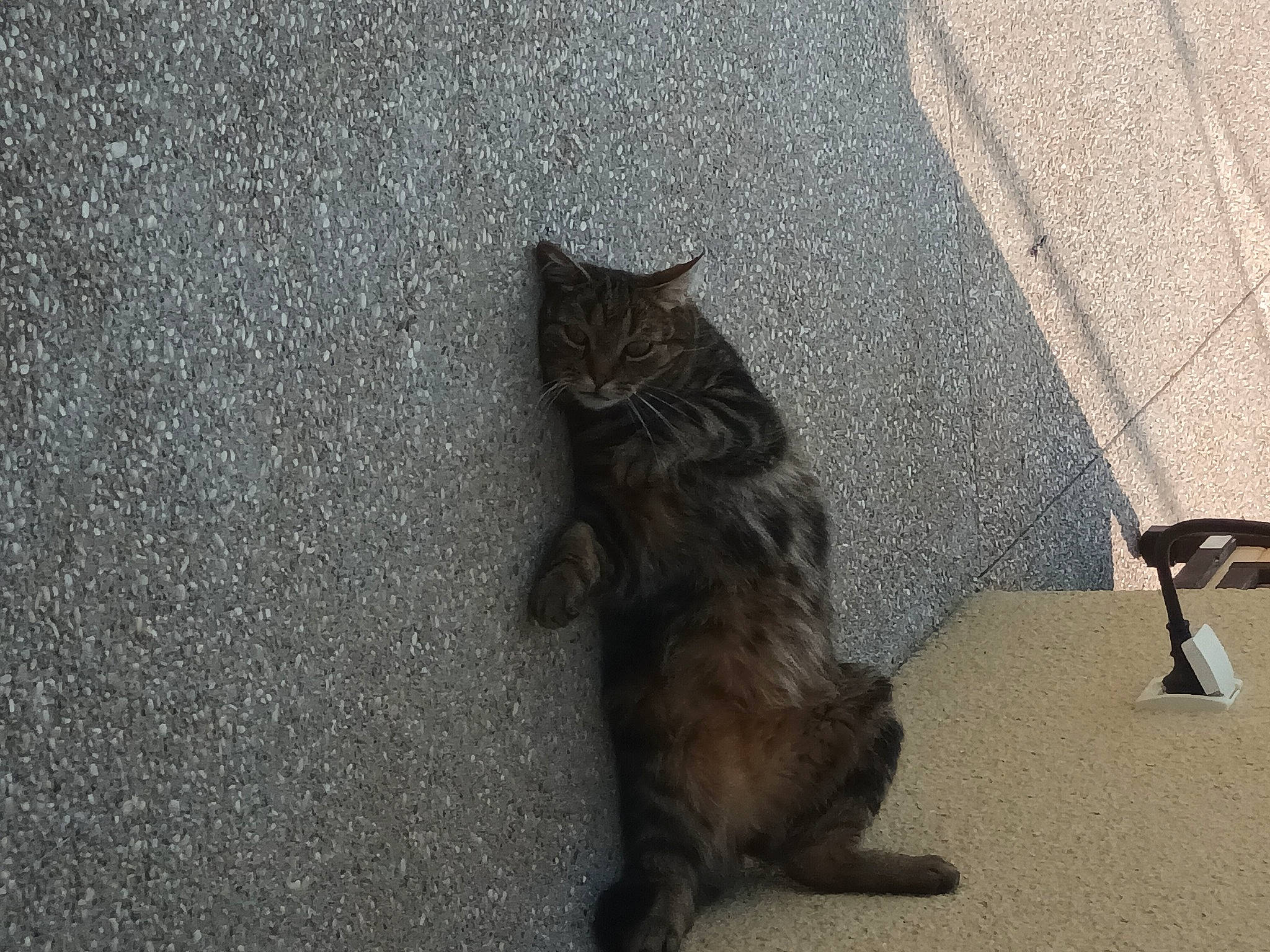 Ronron participe au concours pour gagner de l'argent avec cette photo : asphalt, automotive_tire, carnivore, cat, domestic_short_haired_cat, felidae, floor, flooring, fur, grey, human_leg, mammal, road_surface, shadow, sidewalk, small_to_medium_sized_cats, tail, tar, whiskers, wood