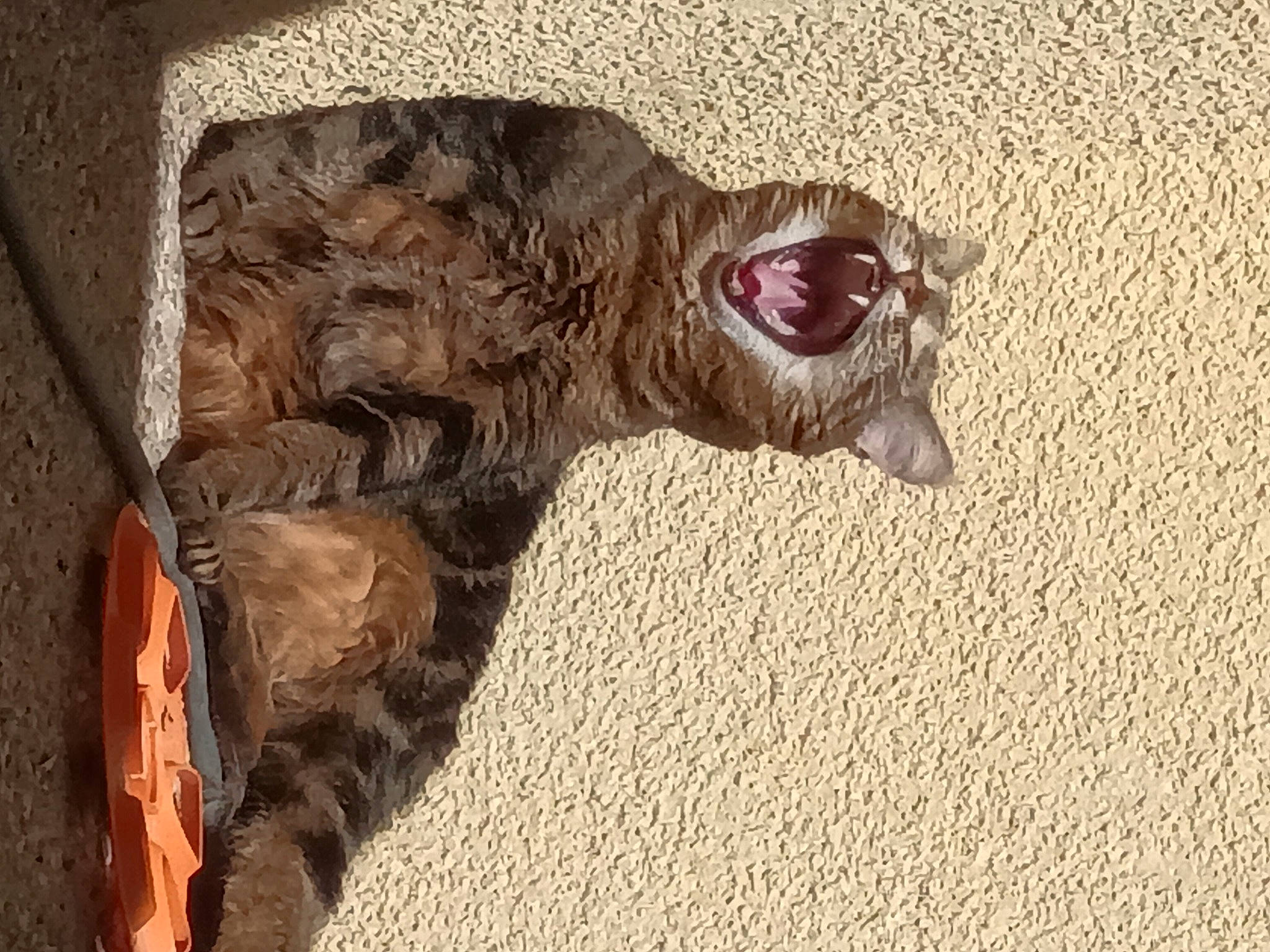 Ronron a rejoint le concours — aidez-le/la à gagner de superbes lots ! canidae, carnivore, claw, dog_breed, fawn, felidae, fur, liver, natural_material, paw, small_to_medium_sized_cats, snout, sporting_group, tail, terrestrial_animal, tree, whiskers, wood