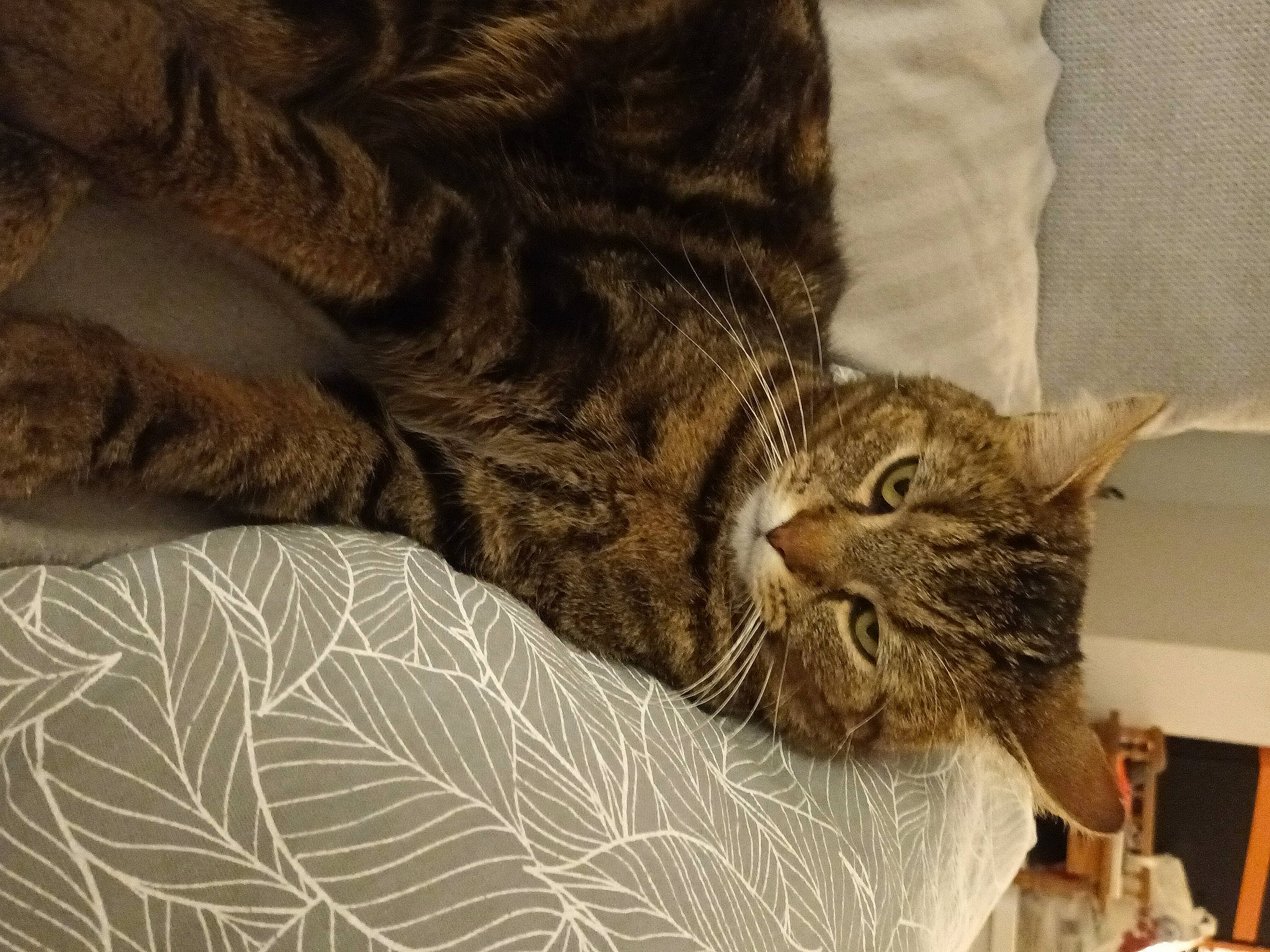 Ronron a rejoint le concours — aidez-le/la à gagner de superbes lots ! brown, carnivore, cat, cat_supply, claw, comfort, domestic_short_haired_cat, felidae, fur, paw, small_to_medium_sized_cats, snout, tail, terrestrial_animal, whiskers, wood