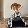 Filou participe au concours pour gagner de l'argent avec cette photo : kitten, cat, pet_tent, zigzag_pattern, orange_cat, indoor, tile_floor, curious, playful, wooden_sticks, small_tent, animal, feline, young_cat, home, corner, balance, cute, pet_accessory, domestic