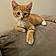 Filou