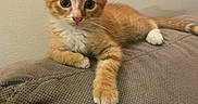 Filou participe au concours pour gagner de l'argent avec cette photo : kitten, cat, orange_tabby, white_paws, pet, animal, feline, cute, young, lying_down, indoor, blanket, texture, curious, whiskers, ears, tail, resting, small, domestic