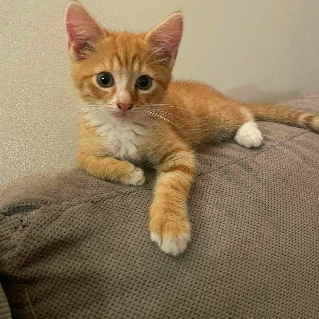 Filou participe au concours pour gagner de l'argent avec cette photo : kitten, cat, orange_tabby, white_paws, pet, animal, feline, cute, young, lying_down, indoor, blanket, texture, curious, whiskers, ears, tail, resting, small, domestic