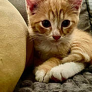 Filou a rejoint le concours — aidez-le/la à gagner de superbes lots ! kitten, cat, orange_tabby, cute, pet, feline, animal, whiskers, paws, ears, cushion, blanket, cozy, indoor, fur, closeup, relaxed, young, mammal, resting