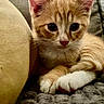 kitten, cat, orange_tabby, cute, pet, feline, animal, whiskers, paws, ears, cushion, blanket, cozy, indoor, fur, closeup, relaxed, young, mammal, resting