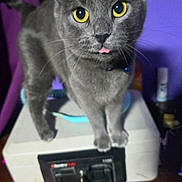 Smokey joined the competition — help win amazing prizes! cat, gray_cat, yellow_eyes, tongue_out, safe, lock, table, purple_wall, indoor, pet, curious, feline, domestic_cat, whiskers, collar, wooden_table, household, close_up, animal, standing