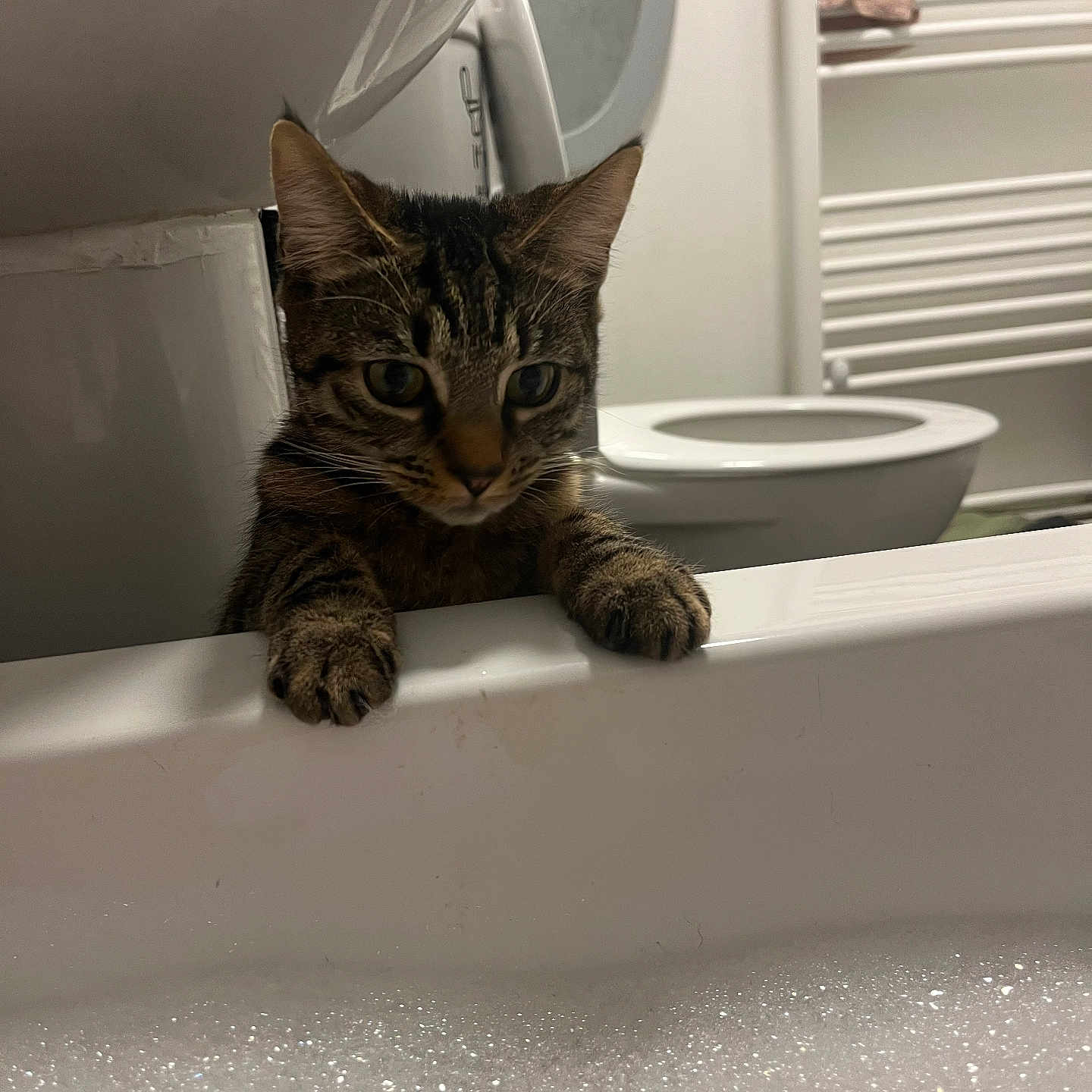 Jäger Bomb joined the competition — help win amazing prizes! abyssinian, animal, bathing, bathroom, bathtub, bronze, cat, hardwood, indoors, kitten, manx, person, pet, room, sink, sinkfaucet, tap, toilet, tub, wood