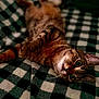 Phobos is registered to the contest to win money with this photo: cat, tabby, pet, animal, feline, whiskers, cute, relaxed, indoor, blanket, checkered, fur, lying_down, closeup, soft, cozy, resting, eyes, paw, bed
