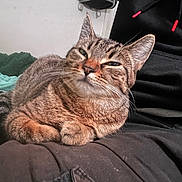 Phobos is registered to the contest to win money with this photo: cat, tabby, pet, animal, indoor, relaxed, fur, whiskers, ears, lap, clothing, person, resting, cute, domestic, feline, cozy, closeup, brown, striped