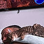 Phobos is registered to the contest to win money with this photo: cat, tabby_cat, sleeping, person, shoulder, television, video_game, indoor, relaxing, couch, head, face, fur, resting, home, technology, screen, closeup, comfort, leisure