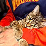 cat, tabby, pet, animal, claw, fur, whiskers, person, hand, arm, sleeve, orange_clothing, blue_clothing, textile, closeup, indoor, cuddle, affection, curious_eyes, warm