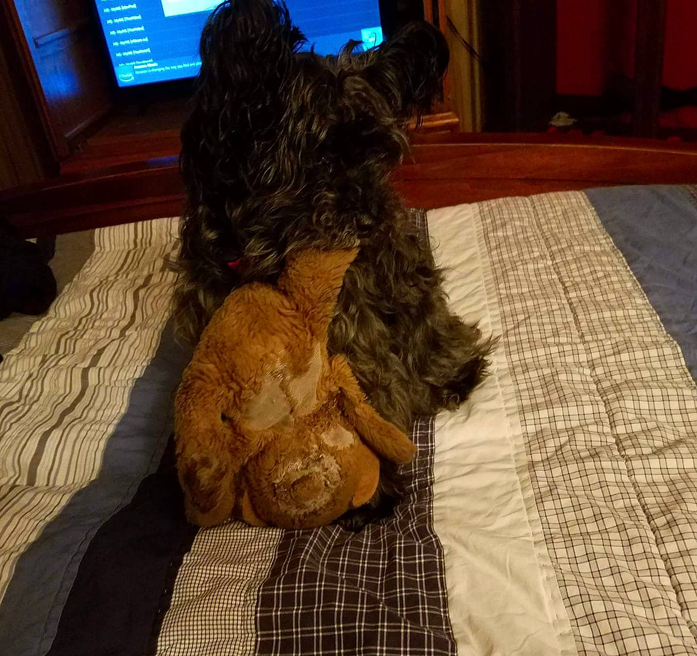 Doobie is registered to the contest to win money with this photo: bolonka, canidae, carnivore, cavapoo, cockapoo, companion_dog, dog, dog_breed, fur, goldendoodle, labradoodle, non_sporting_group, poodle, puppy, schnoodle, sporting_group, standard_poodle, toy_dog, toy_poodle, welsh_terrier