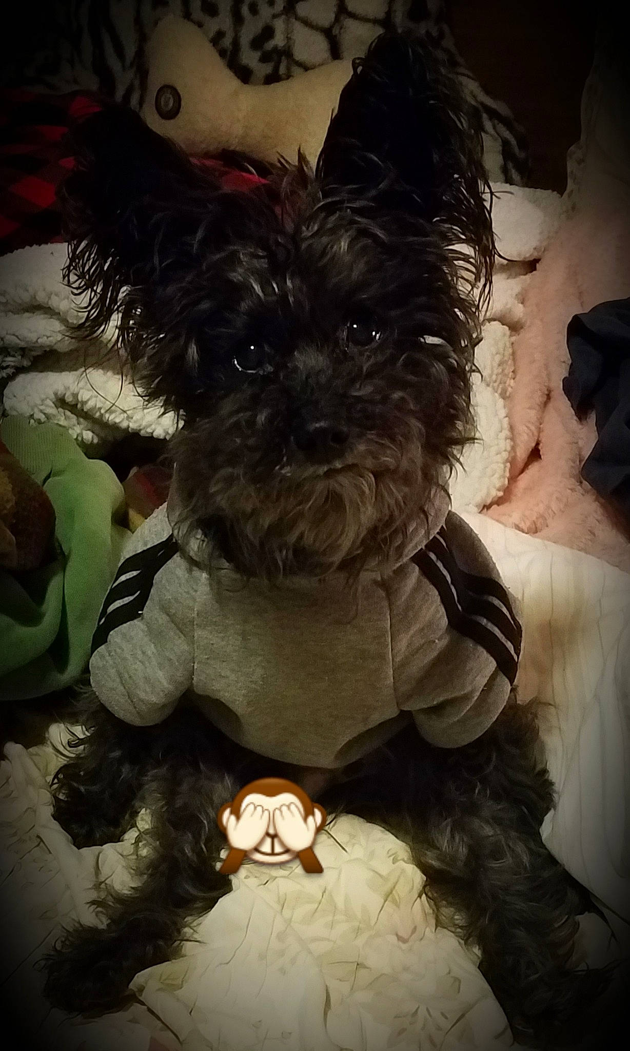 Doobie joined the competition — help win amazing prizes! affenpinscher, bolonka, cairn_terrier, canidae, carnivore, companion_dog, dog, dog_breed, fictional_character, miniature_schnauzer, morkie, non_sporting_group, puppy, rare_breed_dog, schnoodle, small_terrier, snout, teddy_bear, terrier, toy_dog