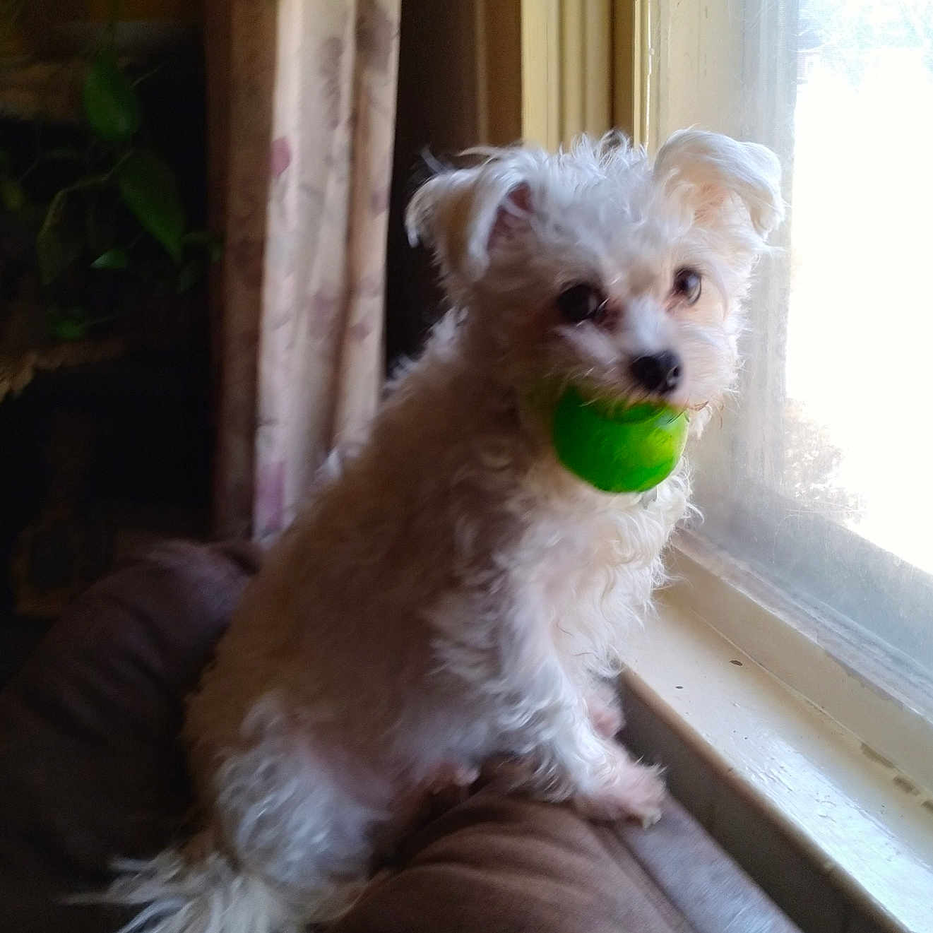 Falkor