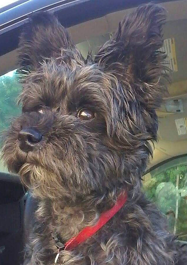 Doobie joined the competition — help win amazing prizes! canidae, carnivore, collar, companion_dog, dog, dog_breed, fur, liver, maltepoo, poodle_crossbreed, small_terrier, snout, sporting_group, terrier, toy_dog, water_dog, windshield, working_animal, working_terrier, yorkipoo