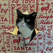 Boots joined the competition — help win amazing prizes! animal, black_and_white, cat, christmas, close_up, collar, curious, face, festive, hole, holiday, indoor, pet, red, reindeer, santa, text, whiskers, white, wrapping_paper