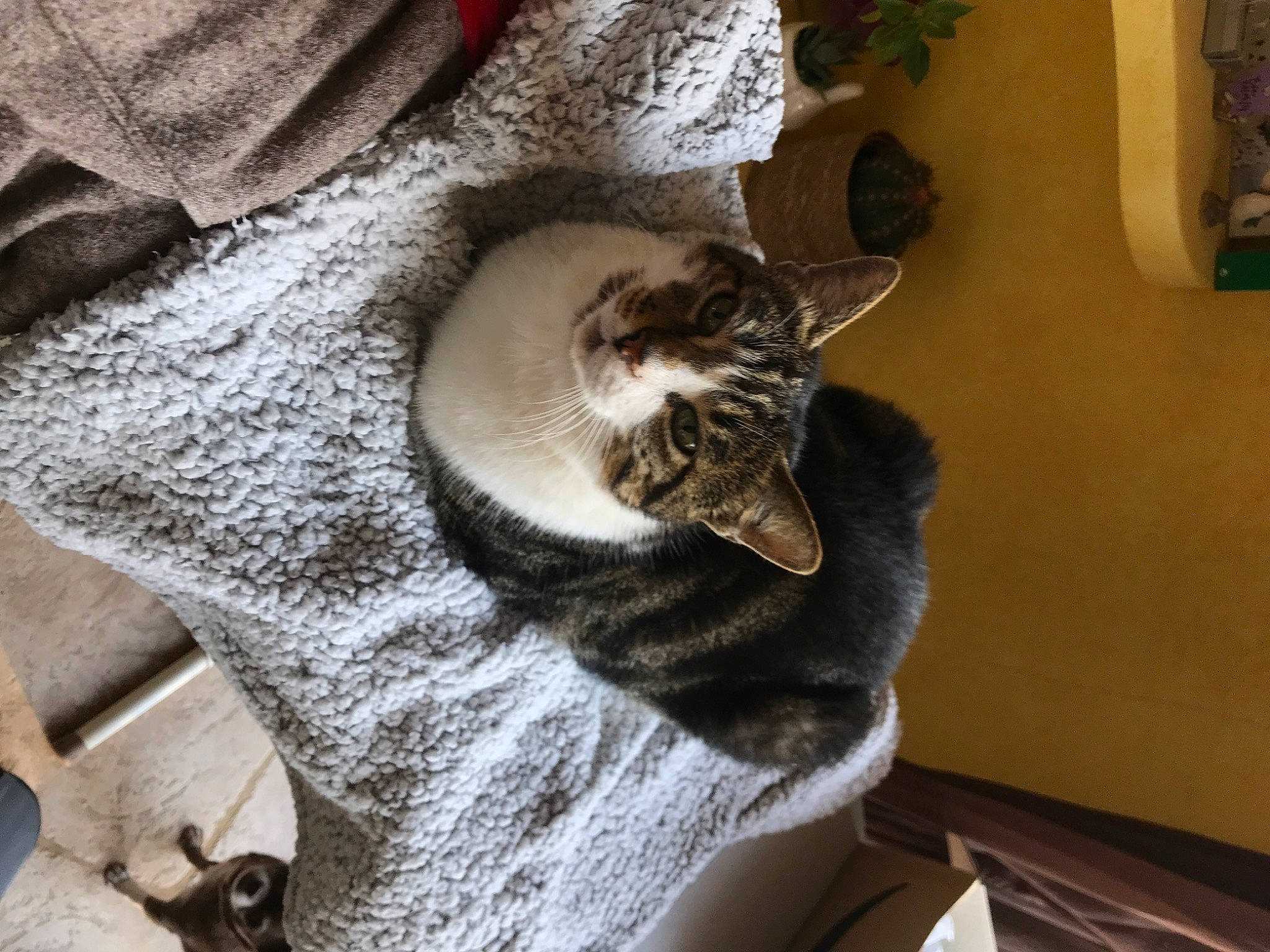 Pitou a rejoint le concours — aidez-le/la à gagner de superbes lots ! beard, canidae, carnivore, cat, cat_supply, claw, comfort, domestic_short_haired_cat, felidae, flowerpot, fur, grey, houseplant, paw, plant, small_to_medium_sized_cats, snout, tail, whiskers, wood