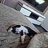 Isis a rejoint le concours — aidez-le/la à gagner de superbes lots ! cat, kitten, sleeping, bed, blanket, furniture, television, entertainment_unit, indoor, home, cozy, relaxed, black_and_white, pet, floor, wall, cable, pink_nose, paw, resting