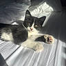 animal, bed, black_and_white, blanket, cat, cozy, cute, feline, fur, indoor, kitten, paw, pet, pink_paw_pads, relaxed, resting, sleepy, soft, sunlight, whiskers