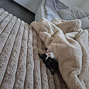 Isis a rejoint le concours — aidez-le/la à gagner de superbes lots ! cat, black_and_white_cat, blanket, bed, cozy, furry, indoor, resting, snuggled, soft_texture, textured_bedspread, warm, cute, pet, sleepy, comfortable, fur, animal, relaxing, home