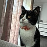Isis a rejoint le concours — aidez-le/la à gagner de superbes lots ! cat, tuxedo_cat, pet, indoor, curious, alert, collar, pink_bow, whiskers, amber_eyes, feline, soft_fur, sitting, close_up, curtains, home, modern_interior, window_light, domestic_cat, portrait